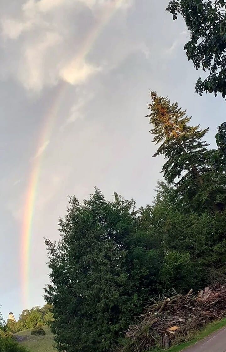 Regenbogen am Himmel über hohen Bäumen